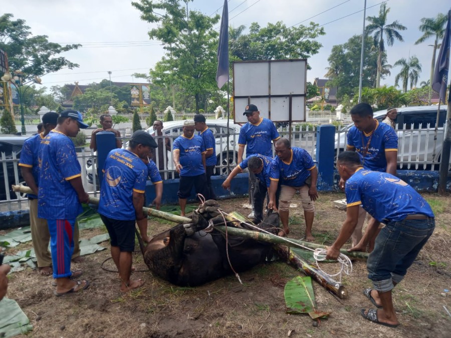 DPW NasDem Riau Berkurban Empat Ekor Sapi di Hari Raya Idul Adha