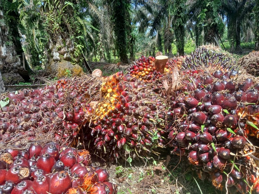 Petani Menjerit! Harga Kelapa Sawit di Riau Turun Lagi