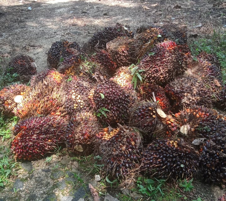 Harga TBS Sawit Mitra Swadaya Riau  Naik, Kernel Melejit Tajam
