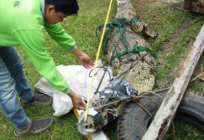 Resahkan Warga, Buaya 3,5 Meter di Danau Meduyan Inhu Akhirnya Ditangkap
