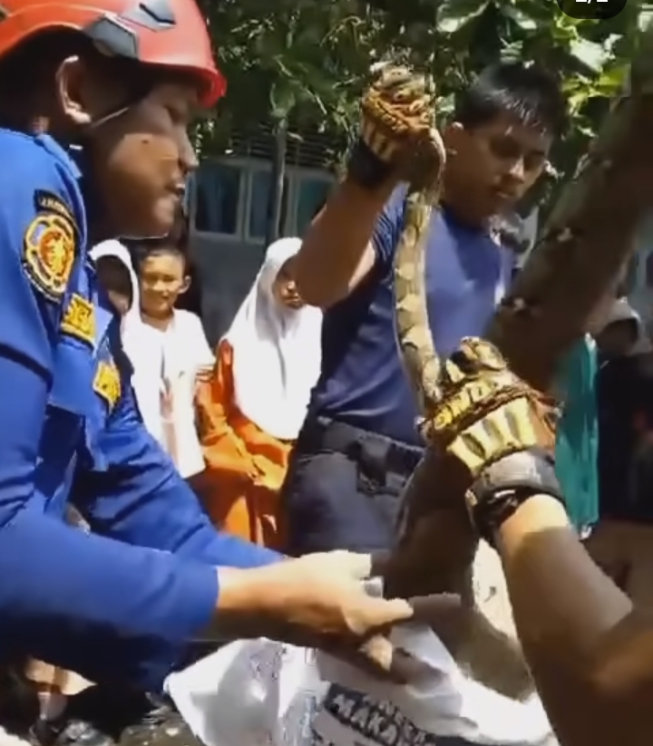 Petugas Damkar Evakuasi Ular Piton dari Kloset SDN 13 Pekanbaru