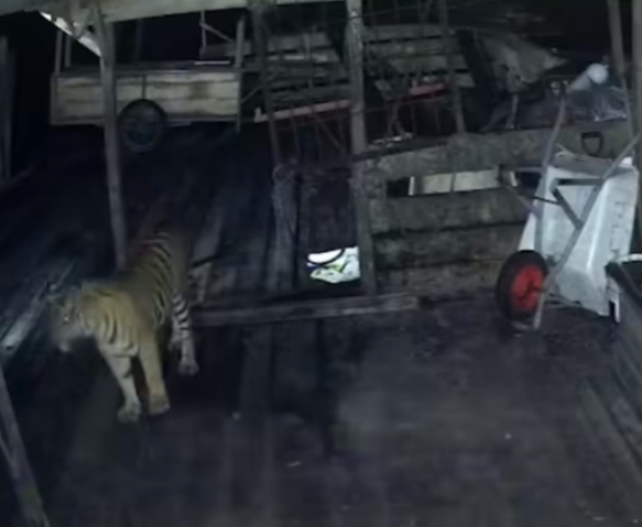 Harimau Mangsa Anjing Peliharaan Warga di Sungai Apit