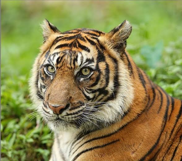 Terekam Kamera Trap, Harimau Kembali Berkeliaran di Kampung Rempak