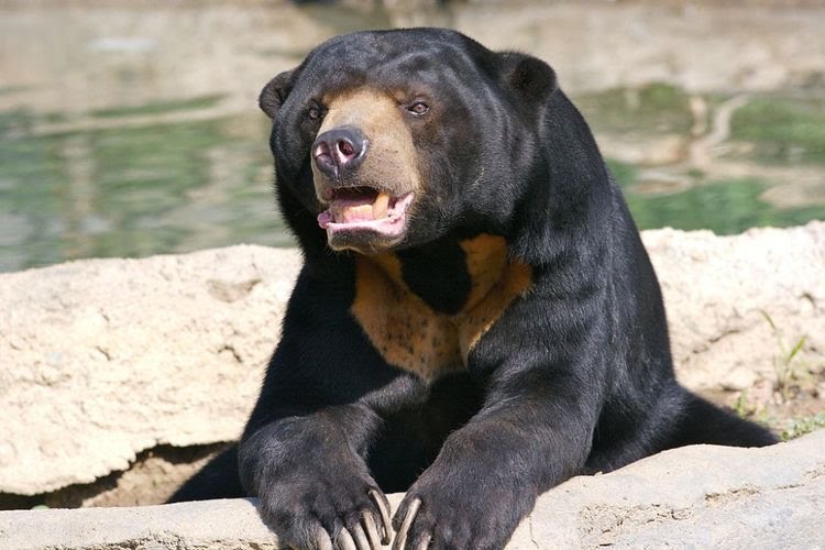 Polsek Mandah Selamatkan Beruang Madu dari Jeratan