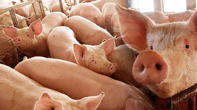G4, Flu Babi Jenis Baru yang Muncul di China dan Bisa Jadi Pandemi