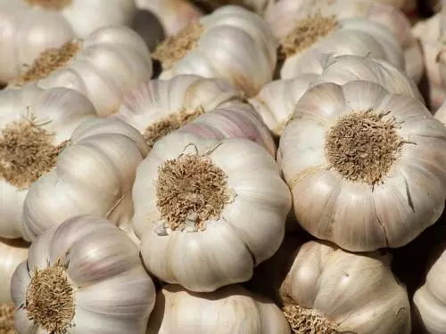 Khasiat Bawang Putih Untuk Kesehatan Serta Kecantikan