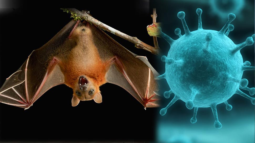 Virus Nipah Dikhawatirkan Jadi Pandemi Baru di Asia