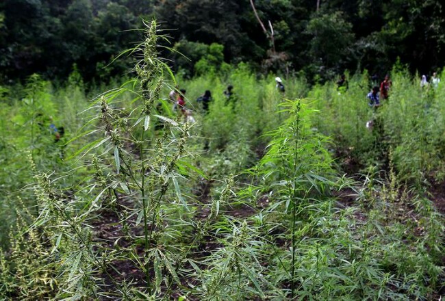 Ladang Ganja 7 Hektar Senilai Rp 52,5 Miliar Ditemukan Aparat
