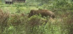 Kawanan Gajah Liar Porak-Porandakan Kebun Warga, Ratusan Batang Sawit Rusak