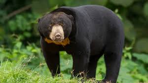 Lacak Keberadaan Beruang di Pangean, BKSDA Riau Bakal Pasang Perangkap