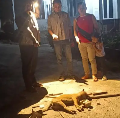 Sembilan Warga Tenayan Raya Jadi Korban Gigitan Anjing Diduga Rabies