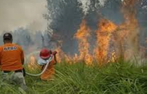 Dalam Sebulan 5 Hektar Lahan di Pekanbaru Terbakar