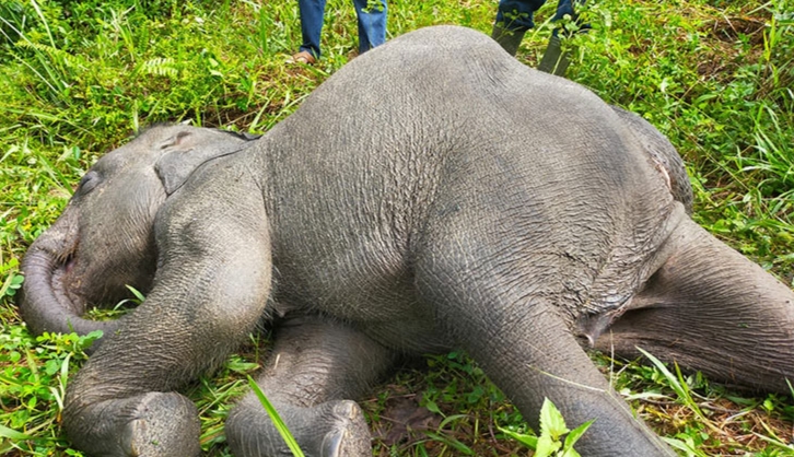 Anak Gajah Jinak di PLG Minas Mati Akibat Terinfeksi Virus EEHV