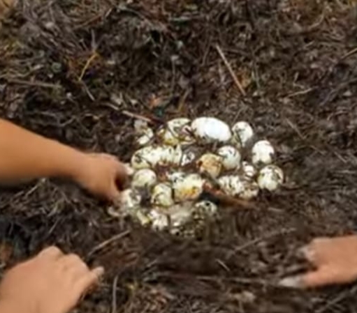 Puluhan Telur Buaya Dievakuasi BKSDA Riau dari Kebun Warga di Inhil