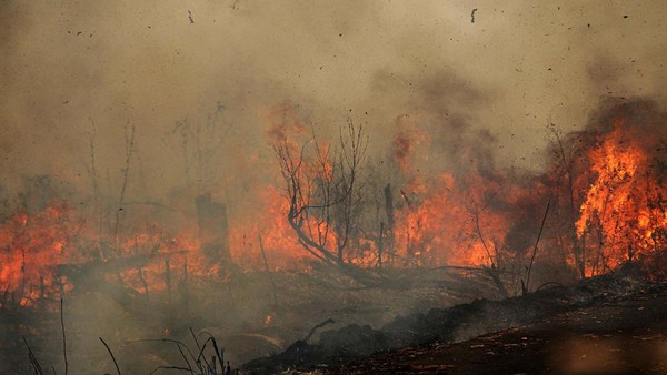 Minim Curah Hujan, 4 Daerah di Riau Tetapkan Status Siaga Darurat Karhutla