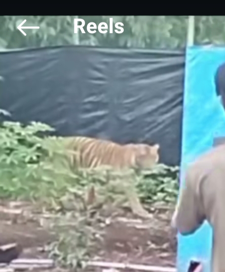 Viral Penampakan Harimau di Camp Pekerja PBPH Pelalawan