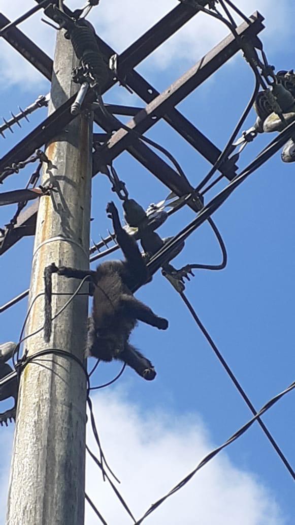 PLN Antisipasi Tagihan dengan Skema Perlindungan Lonjakan