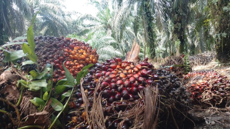 Harga TBS Sawit Swadaya Riau Turun, Umur 9 Tahun Jadi Rp3.912 per Kg