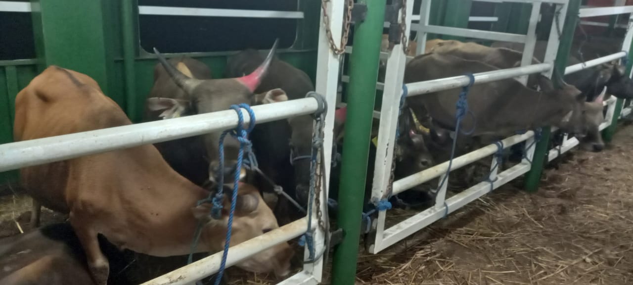 550 Ekor Sapi Kurban  BUMP Indonesia Korwil Riau Tiba Di Dumai