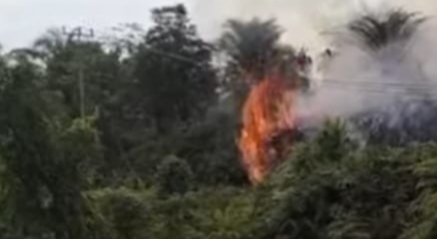 Pembakar Hutan Lindung Bukit Betabuh Diciduk, 3 Pelaku Ditangkap di Lokasi Berbeda