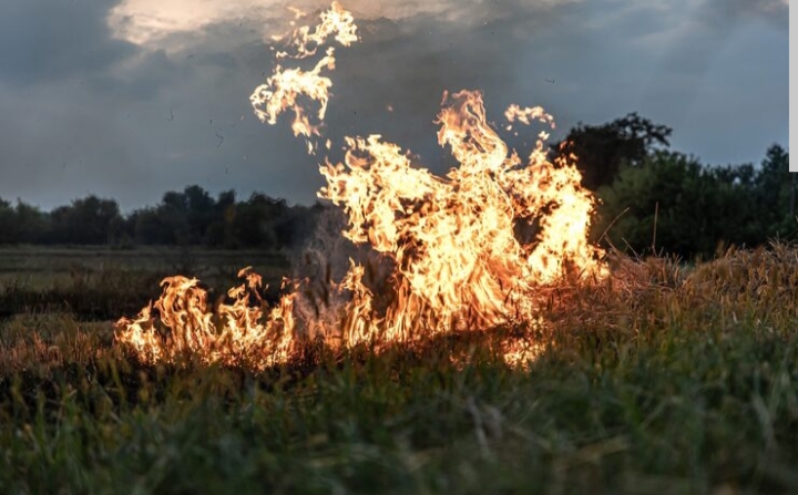 Bakar Ranting untuk Usir Nyamuk Berujung Kebakaran Lahan di Inhu
