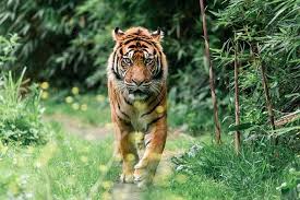 BBKSDA Riau Kosongkan Area Harimau Serang Pekerja di Pelalawan