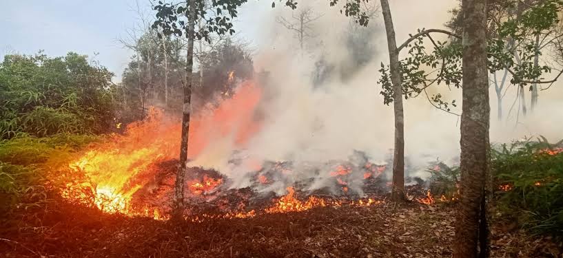 Ancaman Karhutla Masih Mengintai, Riau Catat Titik Panas Terbanyak di Sumatera