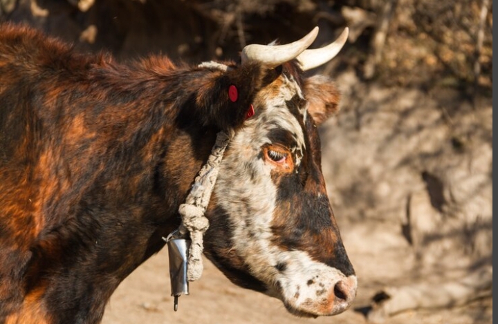 Indragiri Hulu Jadi Penyumbang Terbanyak Kasus PMK di Riau