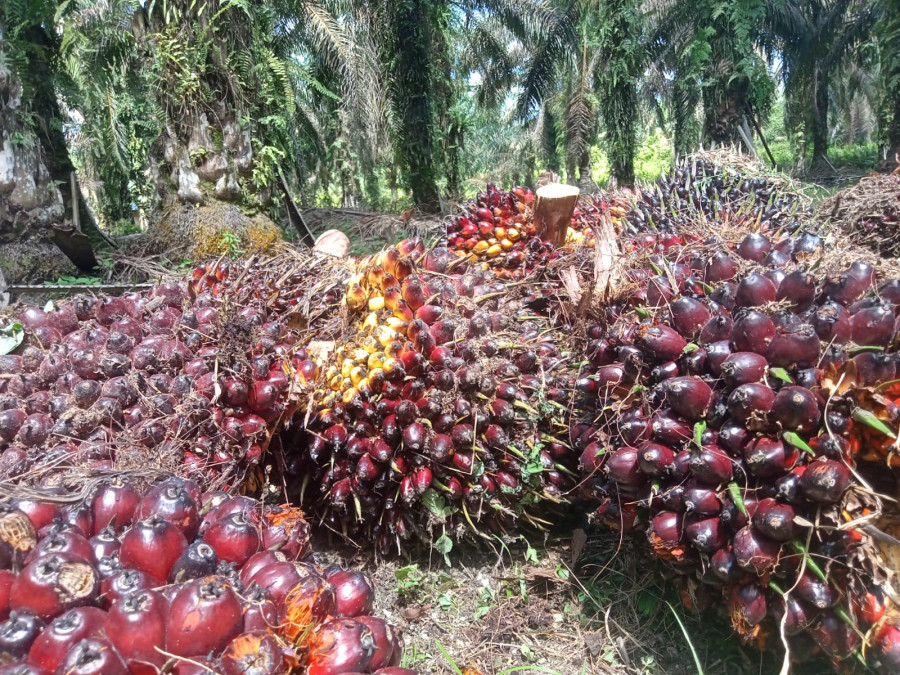 Naik dari Pekan Sebelumnya, Ini Harga Kelapa Sawit Mitra Swadaya di Riau
