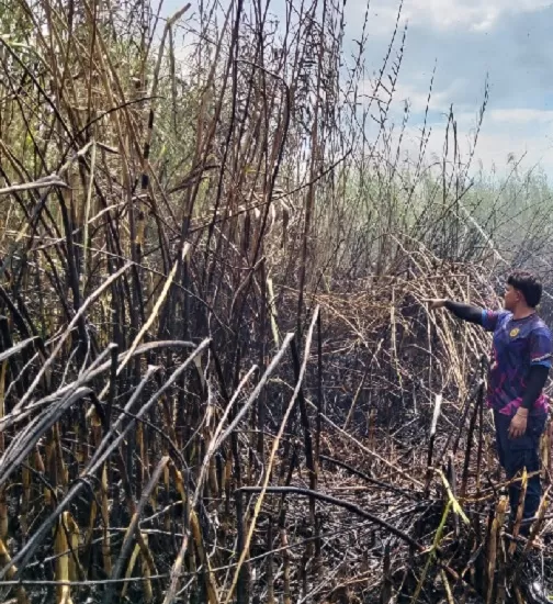 Asap Mengepul di Pulau Tongah Kuansing, 10 Hektar Lahan Hangus Terbakar