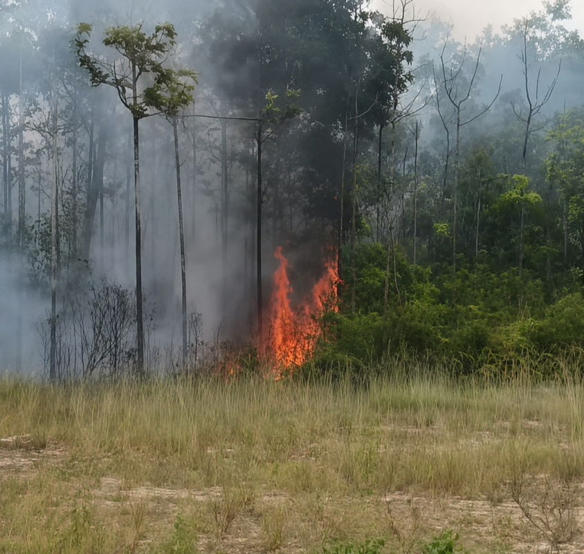 Riau Dikepung 355 Hotspot, Pelalawan dan Inhil Jadi Wilayah Paling Rawan