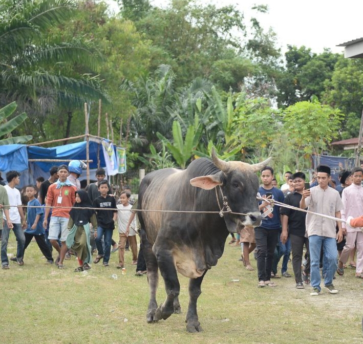 Sapi Kurban Bantuan Presiden Disembelih di Kawasan Masjid Ibadah Pekanbaru