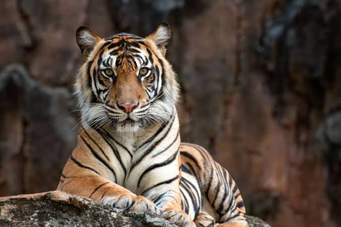Warga Siak Ditemukan Tewas Mengenaskan, Diduga Jadi Mangsa Harimau