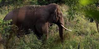 Gajah Liar Serang Ibu Rumah Tangga di Bengkalis