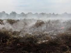 Hotspot di Sumatera Melonjak Hingga 446 Titik, 3 Terdeteksi di Riau