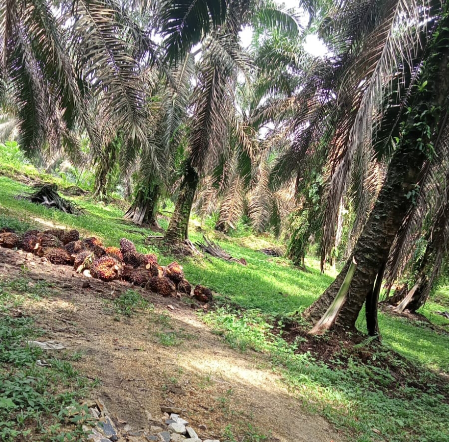Naik Lagi, Harga TBS Kelapa Sawit Riau Nyaris Rp 3.000 Per Kg