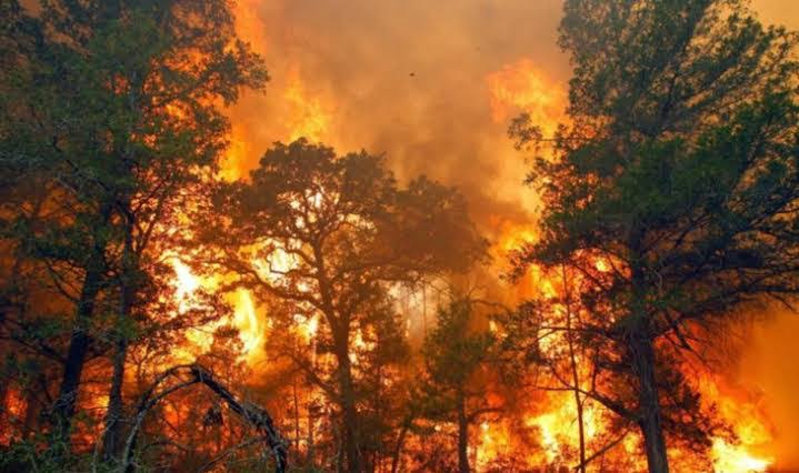 Riau Catat Titik Panas Tertinggi di Sumatera, Rohil Paling Parah