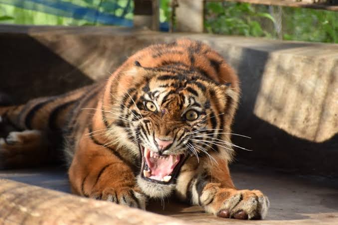 Warga Tewas Diterkam Harimau di Inhil, BBKSDA Pasang Kamera Trap