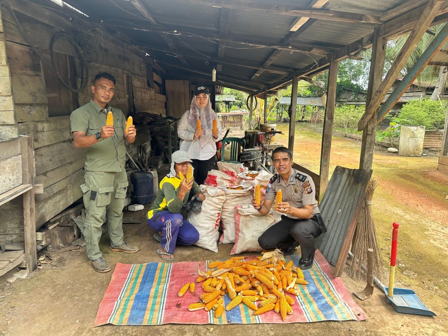 Polsek Rupat dan PT MMJ Panen 450 Kg Jagung Dukung Ketahanan Pangan