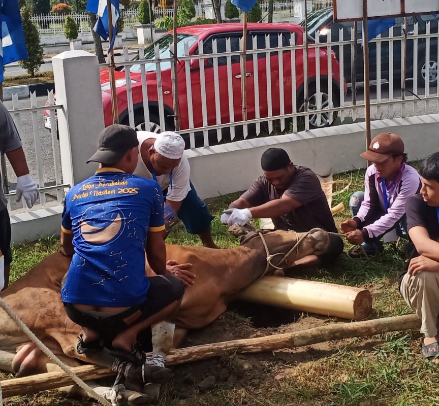 Nasdem Riau Salurkan Daging Kurban untuk Warga Sekitar dan Kader Partai
