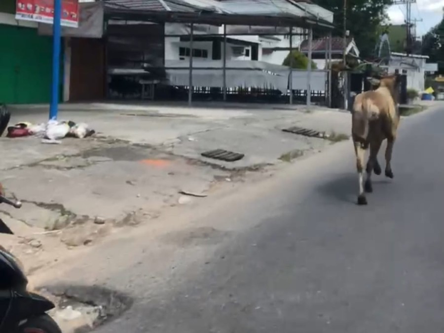Drama Kurban di Pekanbaru, Sapi Lepas, Kejar-kejaran 30 Menit