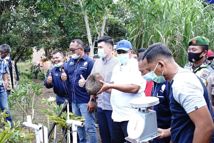 Bupati Alfedri: Porang Lebih Menguntungkan Dibanding Sawit 