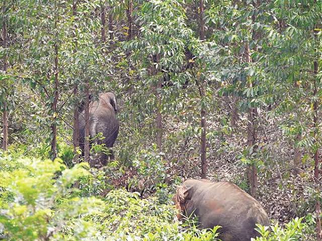 Kawanan Gajah Liar Rusak Rumah dan Kebun Warga di Rumbai