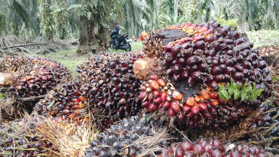 Harga Sawit Plasma Riau Melemah Imbas CPO dan Kernel Turun Serentak