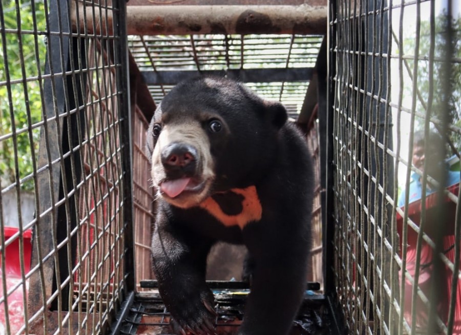 BBKSDA Riau Evakuasi Beruang Madu dari Pemukiman Warga