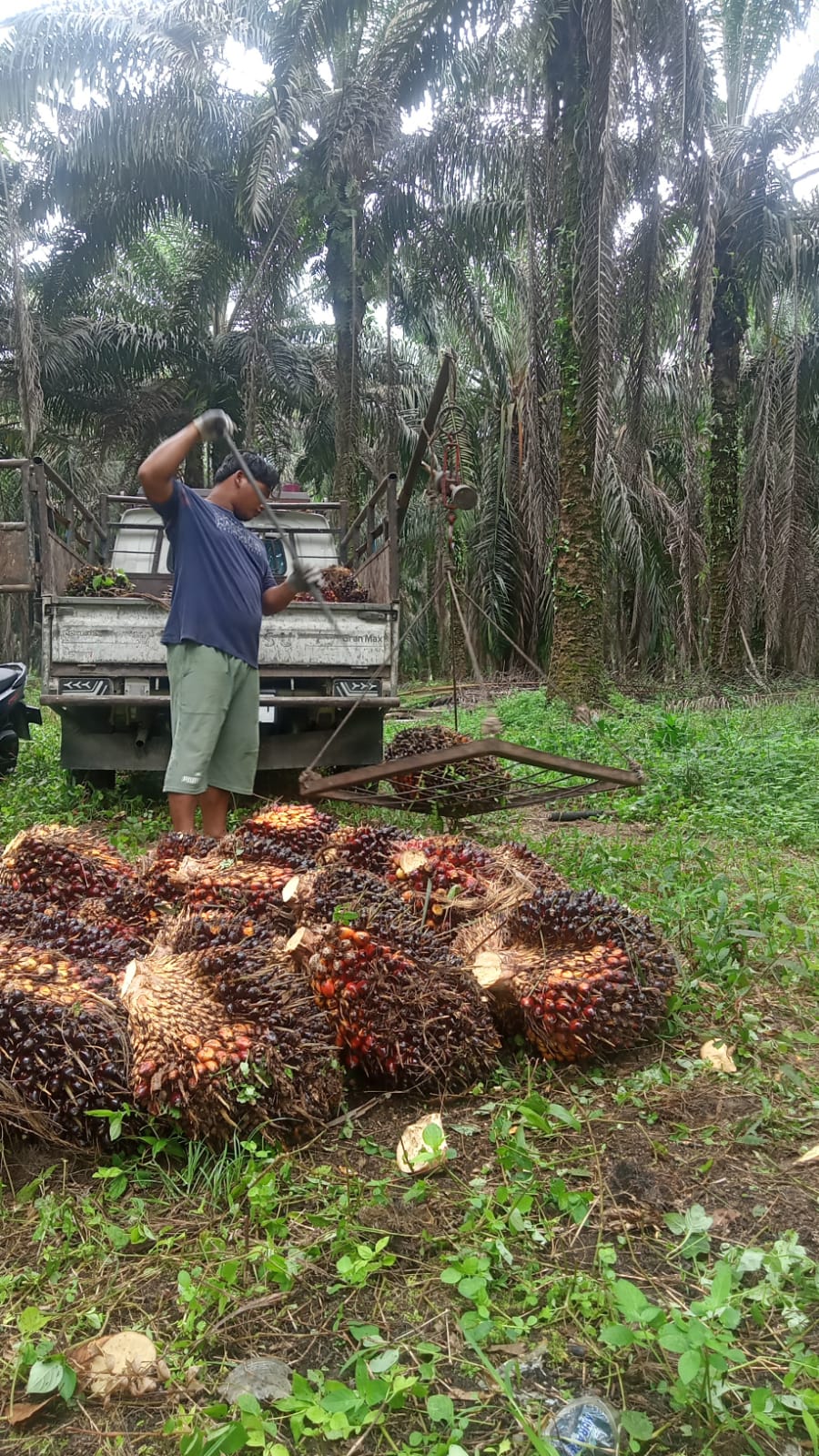 Pemprov Riau Bakal Bentuk BUMD Baru Garap Perkebunan Sawit