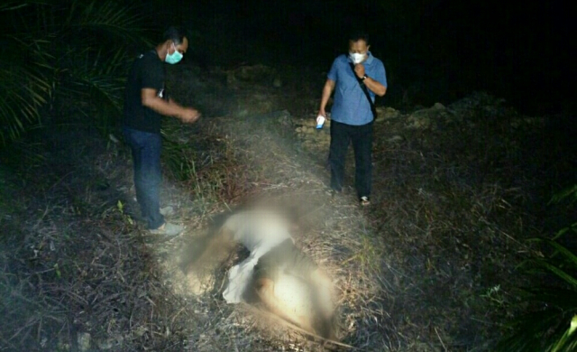 Pria yang Sempat Hilang Ditemukan Membusuk di Kebun Sawit Pelalawan