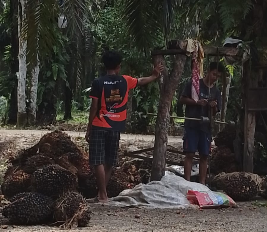 Petani Sawit MItra Swadaya Riau Tersenyum, Harga TBS Pekan Ini Naik