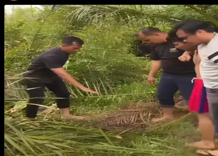Gadis 12 Tahun di Inhil Diperkosa Residivis Kasus Pencurian di Kebun Sawit