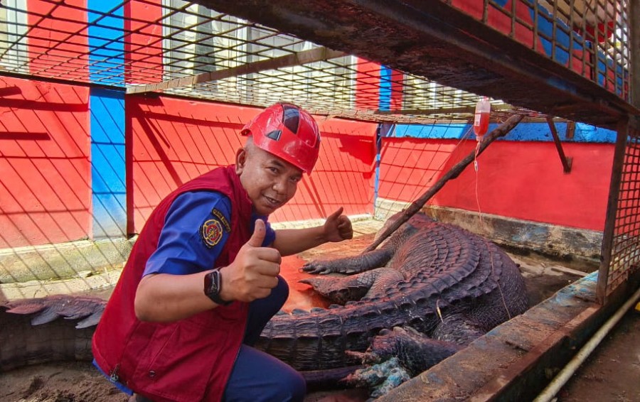 Luka Infeksi Memburuk, Buaya Raksasa 5,7 Meter di Inhil Masih dalam Perawatan
